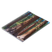 米国、カリフォルニア。レッドウッドツリートランクス、マリポサ ノートブック (左側)