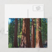 米国、カリフォルニア。レッドウッドツリートランクス、マリポサ ポストカード (正面/裏面)