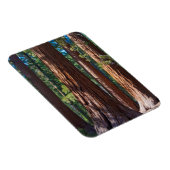 米国、カリフォルニア。レッドウッドツリートランクス、マリポサ マグネット (右側)