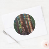 米国、カリフォルニア。レッドウッドツリートランクス、マリポサ ラウンドシール (封筒)