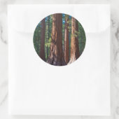 米国、カリフォルニア。レッドウッドツリートランクス、マリポサ ラウンドシール (バッグ)