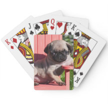 米国、カリフォルニア。 傾いているパグの子犬