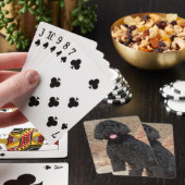 米国、カリフォルニア。 Labradoodleのモデル トランプ (インサイチュ)