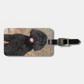 米国、カリフォルニア。 Labradoodleのモデル ラゲッジタグ (正面横)