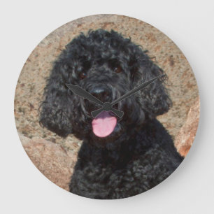 米国、カリフォルニア。 Labradoodleのモデル ラージ壁時計