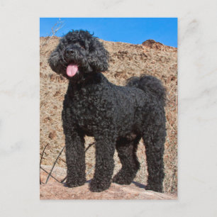 米国、カリフォルニア。 Labradoodleの地位 ポストカード