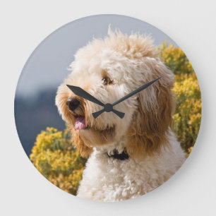 米国、カリフォルニア。 Labradoodle 3のポートレート ラージ壁時計