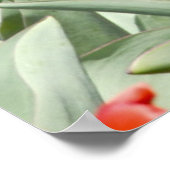 米国、カンザス州。チューリップ畑 ポスター (角)