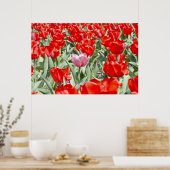 米国、カンザス州。チューリップ畑 ポスター (キッチン)