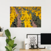米国、カンザス州。ヒマワリ(Helianthus Anuus) ポスター (ホームオフィス)