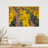 米国、カンザス州。ヒマワリ(Helianthus Anuus) ポスター (キッチン)