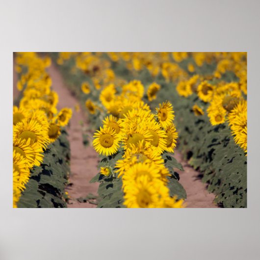 米国、カンザス州。ヒマワリ(Helianthus Anuus) ポスター (正面)