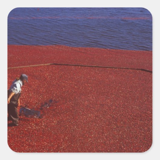 米国，クランベリー·ハーベスト，ミドルボロ， MA スクエアシール (正面)