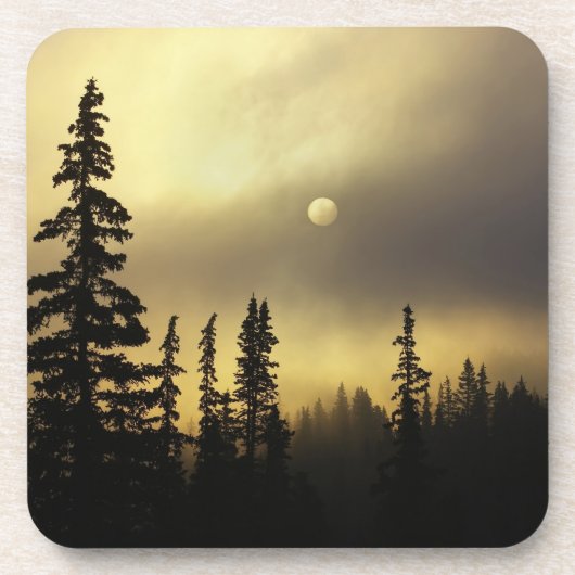 米国、コロラド州、サン·イサベル国有林 コースター (正面)