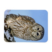 米国、コロラド州。フクロウの生長ポートレート マグネット (横)