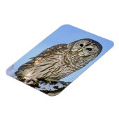 米国、コロラド州。フクロウの生長ポートレート マグネット (左側)