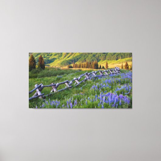 米国、コロラド州。ルピネスと分割レールフェンス キャンバスプリント (正面)