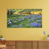 米国、コロラド州。ルピネスと分割レールフェンス キャンバスプリント (インサイチュ (リビング))