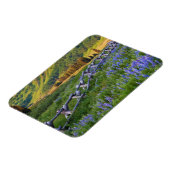 米国、コロラド州。ルピネスと分割レールフェンス マグネット (左側)