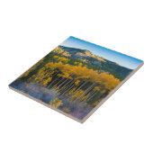 米国、コロラド州。ロッキー山脈の明るい黄色の《植物》アスペン タイル (側面)