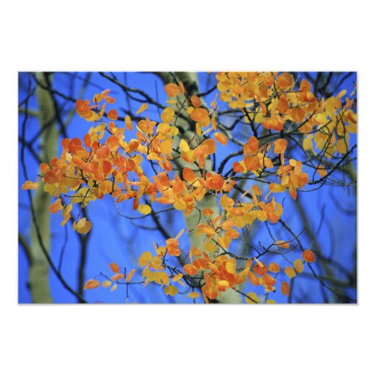 米国、コロラド州。取葉った《植物》アスペン フォトプリント            (正面)