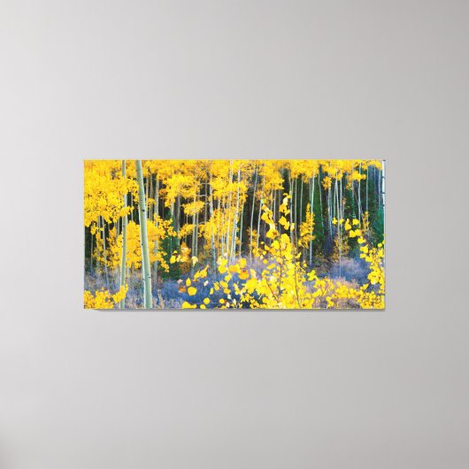 米国、コロラド州。明るい黄色の《植物》アスペンインロッキー2 キャンバスプリント (正面)