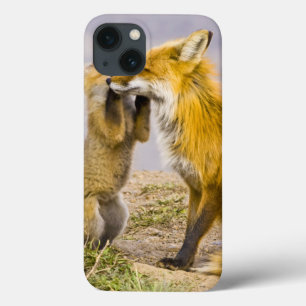 米国、コロラド州、Breckenridge。 アカギツネの母2 iPhone 13ケース