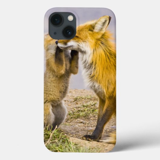 米国、コロラド州、Breckenridge。 アカギツネの母2 Case-Mate iPhoneケース (裏面)