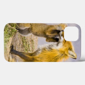 米国、コロラド州、Breckenridge。 アカギツネの母2 Case-Mate iPhoneケース (裏面 (横))