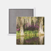 米国、サウスカロライナ、チャールストン。ヒノキ マグネット (正面/裏面)