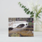 米国、サウスカロライナ、チャールストン。マグノリア ポストカード (スタンド正面)