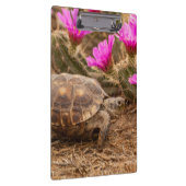 米国、テキサス州、ヒダルゴ郡。亀 クリップボード (右)