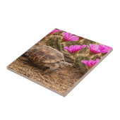 米国、テキサス州、ヒダルゴ郡。亀 タイル (側面)