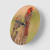 米国、テキサス州、ヒダルゴ郡。（鳥）ショウジョウコウカンチョウ対 ラウンド壁時計 (傾斜)