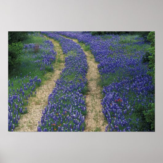 米国、テキサス州、大理石秋の近く、青のトラック ポスター (正面)