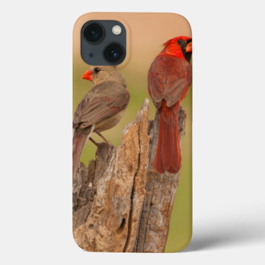 米国、テキサス州、Hidalgo郡。 基本的な組 Case-Mate iPhoneケース (裏面)