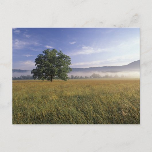 米国、テネシー州。スモーク素晴らしキー山脈 ポストカード (正面)