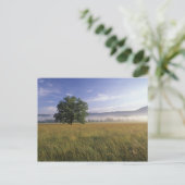 米国、テネシー州。スモーク素晴らしキー山脈 ポストカード (スタンド正面)