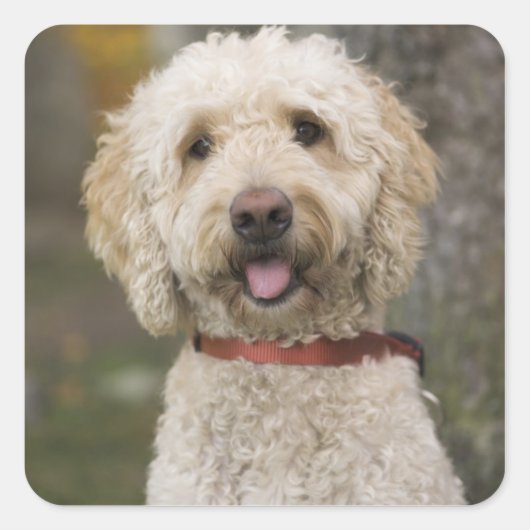 米国、ニューイングランド、マサチューセッツ読州、その他 スクエアシール (正面)