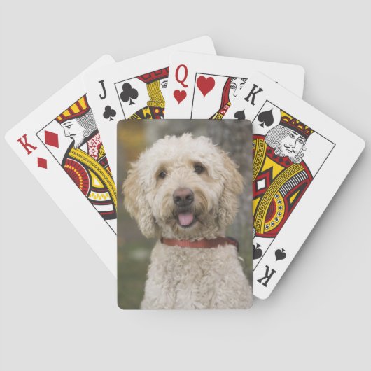 米国、ニューイングランド、マサチューセッツ読州、その他 トランプ (裏面)