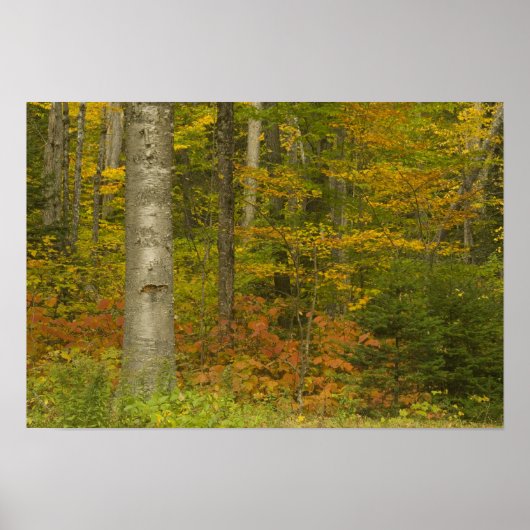 米国、ニューハンプシャー、リバモア、ホワイトマウンテン ポスター (正面)