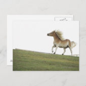 米国、ニューヨーク州、ハドソン、ウマランニングー・ズin 2 ポストカード (正面/裏面)