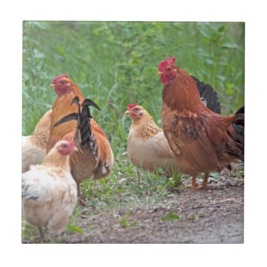 米国、ネブラスカ。ニワトリ タイル (正面)