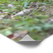 米国、ネブラスカ。ニワトリ ポスター (角)