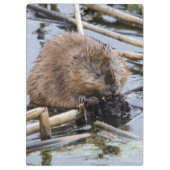 米国、ネブラスカ。ビーバー クリップボード (裏面)