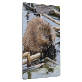 米国、ネブラスカ。ビーバー クリップボード (右)