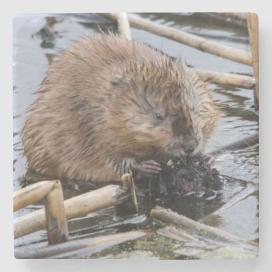 米国、ネブラスカ。ビーバー ストーンコースター (正面)