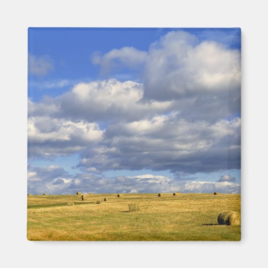 米国、ネブラスカ、モリル郡。黄金の干草 マグネット (正面)