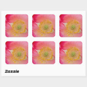 米国、ノースカロライナ。ポピーインテリアのクローズアップ スクエアシール (シート)