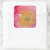 米国、ノースカロライナ。ポピーインテリアのクローズアップ スクエアシール (バッグ)